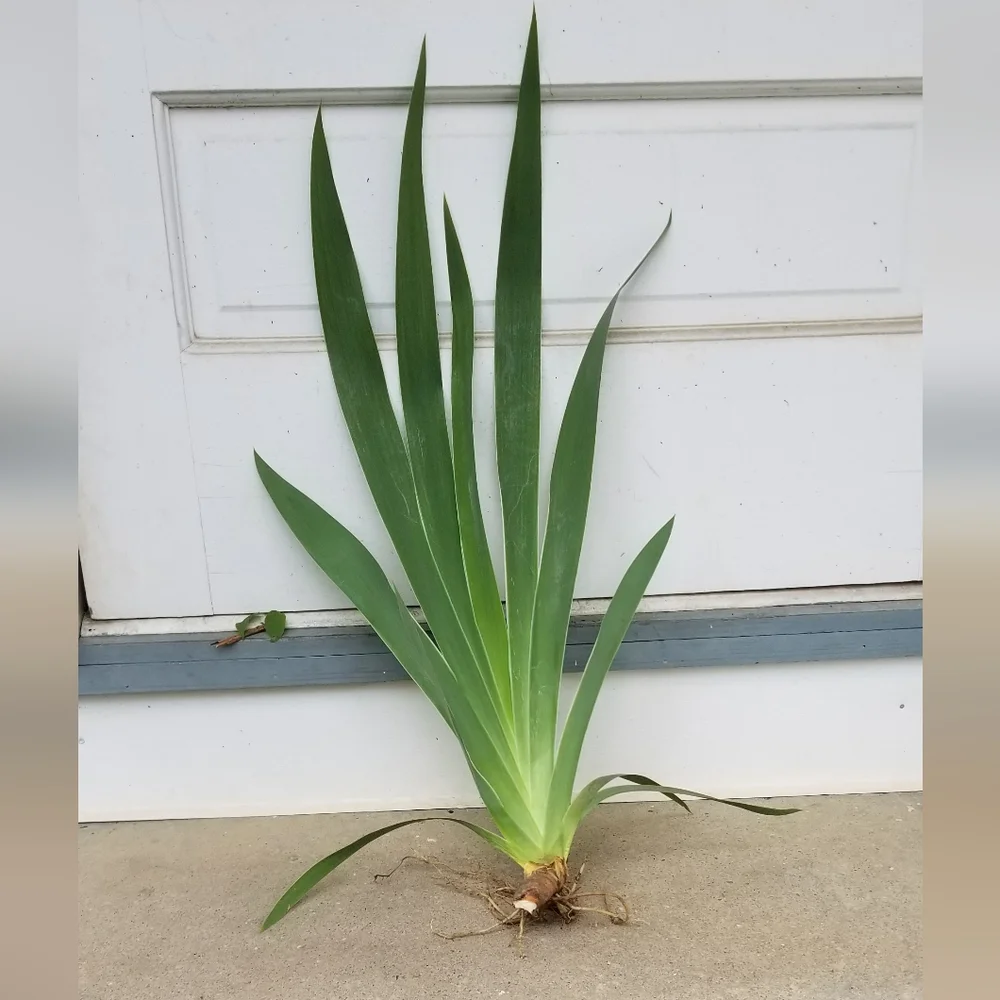 5 for 15$ Bearded Iris Rhizomes - Purple - Picture 8 of 14